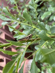 Melanoplus glaucipes