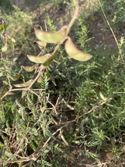 Hoffmannseggia glauca