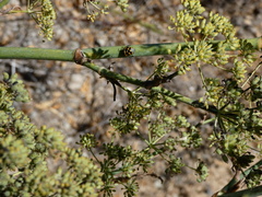 Murgantia histrionica