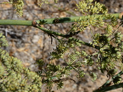 Murgantia histrionica