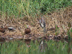 Dendrocygna autumnalis