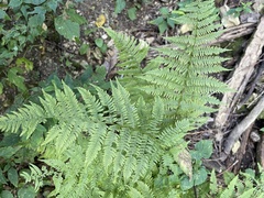 Athyrium angustum