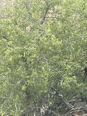 Celtis reticulata