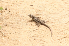 Sceloporus occidentalis longipes