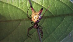 Micrathena sagittata