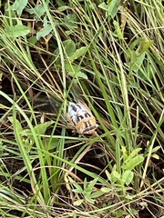 Megatibicen dealbatus