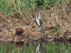Dendrocygna autumnalis