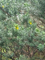 Genista linifolia