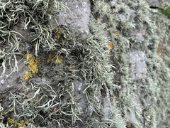 Ramalina cuspidata