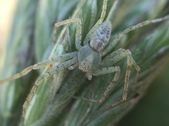 Philodromus rufus