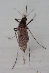 Psorophora