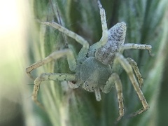 Philodromus rufus