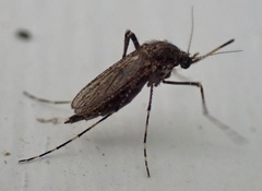 Psorophora