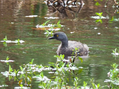 Tachybaptus dominicus