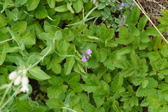 Clinopodium