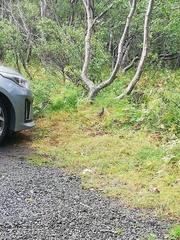 Turdus iliacus coburni