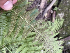 Athyrium angustum