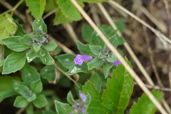 Clinopodium