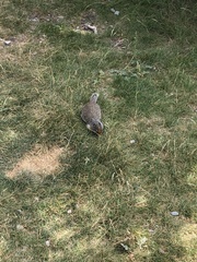 Urocitellus columbianus