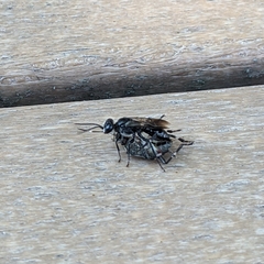 Apoidea