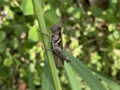 Melanoplus glaucipes