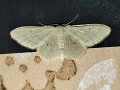Sterrhinae