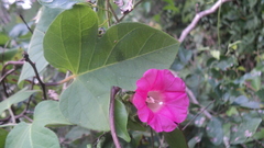 Ipomoea peteri