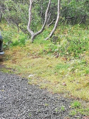 Turdus iliacus coburni