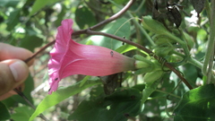 Ipomoea peteri