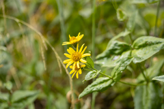 Arnica