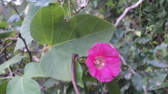 Ipomoea peteri
