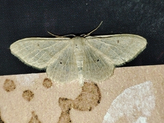 Sterrhinae