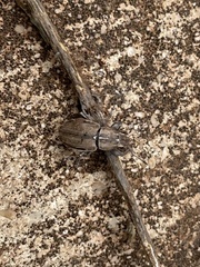 Naupactus peregrinus