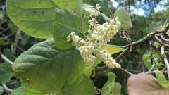 Neomillspaughia emarginata