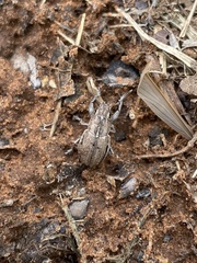 Naupactus peregrinus