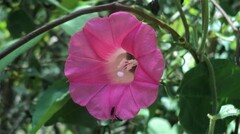 Ipomoea peteri