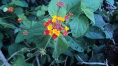 Lantana camara