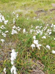 Eriophorum