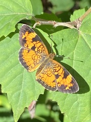 Phyciodes cocyta