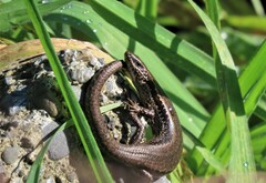 Oligosoma polychroma