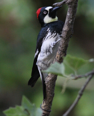 Melanerpes formicivorus