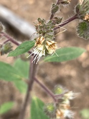 Phacelia imbricata