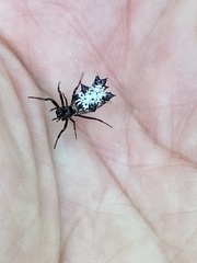 Micrathena gracilis