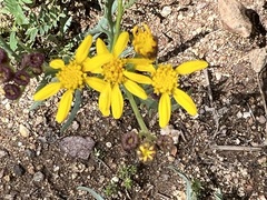 Senecioninae
