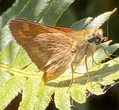 Ochlodes sylvanoides