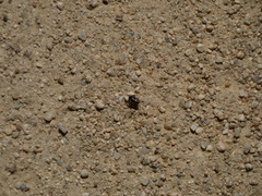 Bagrada hilaris