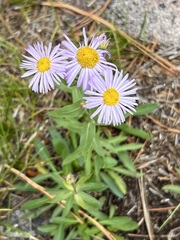 Erigeron speciosus
