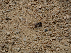 Bagrada hilaris