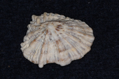 Siphonaria australis