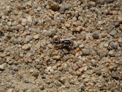Bagrada hilaris